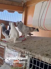  13 فحول وطواير للبيع