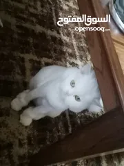 7 قطط هملاي بريطاني للبيع