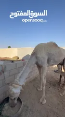  2 ناقه ام ثالث للبيع