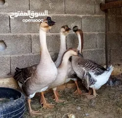  11 إوز عراقي للبيع