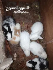  4 ارانب الطاف وكيوت