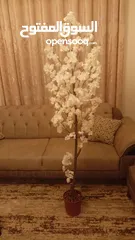  2 أشجار لوزيات أغصان طبيعي