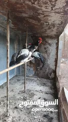 2 ديك لوكين ابيض واسود