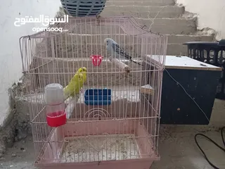  2 طيورحب  للبيع