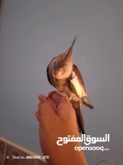  4 ببغاء كوكتيل وايت فيس اليف جدا