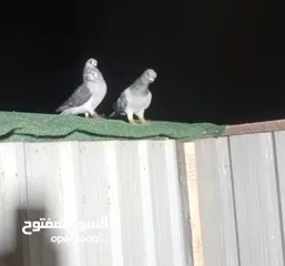  9 طيور حمام بسعر حرق