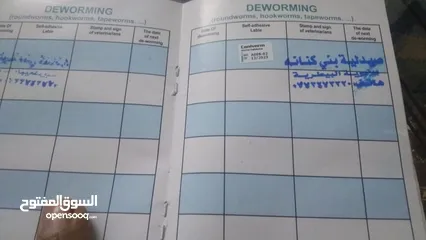  8 كلبة جاك رسل
