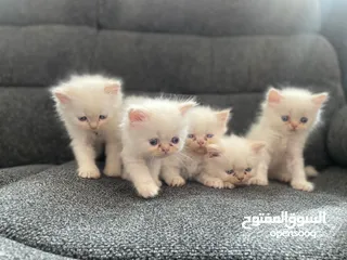  4 Cute kitten