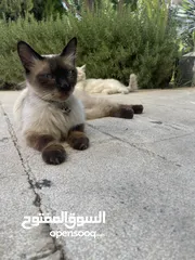  1 قطة سيامي (السعر قابل للتفاوض)