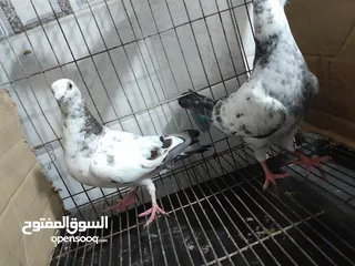  10 قصيين كرزلى القص زغلولين كشك بنيدى  شابةهزاز  دكر زايف بكستانى