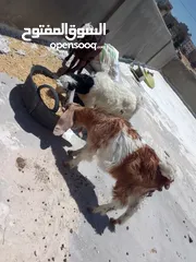  5 ثلاث سخال للبيع