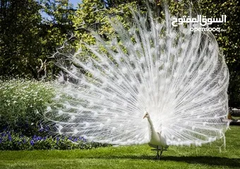  1 متوفر  بيض طاوس ملطع بالأبيض  و السلفر  واللون البني