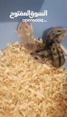  15 hamster russe nain