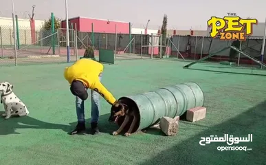  6 حمم كلبك بهالصيف