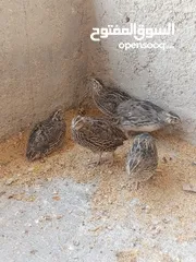  1 فربات للبيع ....