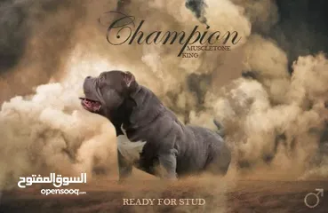  1 أمريكان بولي AMERICAN BULLY