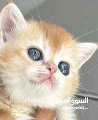 11 British chinchilla kittens for adoption