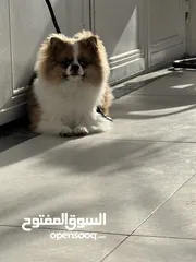  7 كلب بومارينيان عمر سنة و3 اشهر مدرب و معو اثباتاتو و يوجد به طفرة بعينو