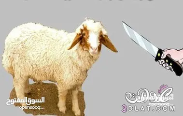  5 لحام جزار دبح أضاحي في المنازل