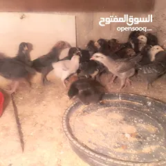  2 صوص بلدي طاير شرو مكفولات من اي مرض وعرض الحمدلله العدد 300 تقريباً مط