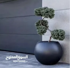  2 قواوير فايبر جلاس بشكل عصري أنيق #قواوير فايبر جلاس  #نباتات زينة ومثمر داخلي وخارجي  #إشراف مهندسين