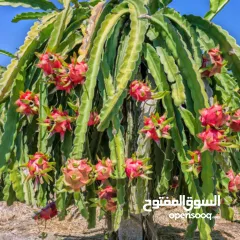  3 شتل فاكهه التنين