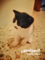  3 قطط عربية لتبني يعني مجانا من شخص يخاف الله فيهم