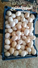  1 بيض عماني بلدي وايضا حليب الغنم والابقار