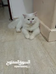  1 Turkish cat for sale