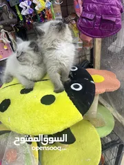  3 هملايا بلو بوينت مع فل باكيج بس ب40 عروض مجنونة