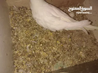  13 3 جواز حب مع فراخ  بيض مقفصات للبيع