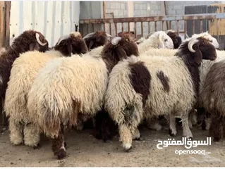  2 موجود خرفان بلدي أوزان 40/50/60 اقل سعر في الاردن حرق الكيلو على 4.90 اقل من هيك ما فيها