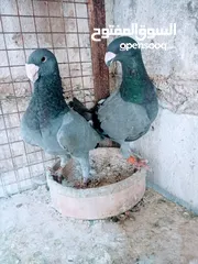  1 جواز نخب اول