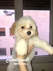  1 4 كلاب فرينش  للبيع