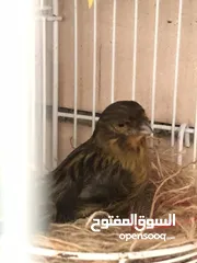  5 Breeding pair of canary in Alain