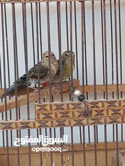  4 فراخ بندوق حسون للبيع