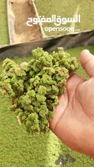  2 ازولا الاردنيه
