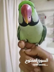  6 فحل كاسندرا طوق كامل أليف 100%