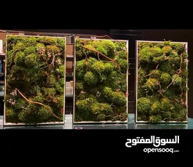  3 Moss walls for houses and office + Gallery 1 art work
