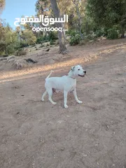  1 للبيع نثى بتبل