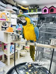  7 ببغاء مكاو ازرق اليف جدا ولعوب