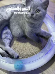  5 سكوتش  ستريت موون فيس kitten