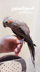  2 جوز حب هوجو روم لاتينو منتج للبيع او للبدل علا جوز كنار +انثايت ببغاء كوكتيل حبشي الاليفه للبيع