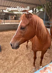  2 خيل عربيه للبيع