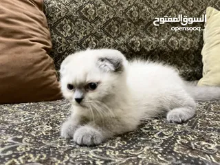  3 قطط سكوتس للبيع