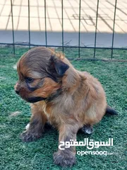  10 كلاب شيتزو ومالتيز