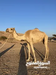  3 ناقة وبكره مفروده محليات