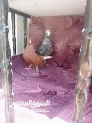  6 اجواز نخب للبيع بسعر حرق أو للبدل علا عصافير