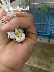 2 جوزين لف بيرد