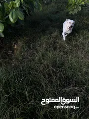  3 للبيع جرو لابلدور عمر 6 اشهر مطعم